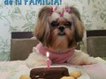Asegura a tu mascota con @mascotassalud llama al 04245924990 y pregunta por nuestros planes y servicios de salud veterinaria en #Barquisimeto