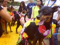 Como @mascotassalud fuimos invitados a ser parte del jurado en el concurso de disfraces Hawaianos del @clubpincher en #Barquisimeto