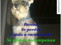 #Repost @amorxpatas ・・・ Es un perrito del club schnauzer q se extravio hoy en la zona de El Cuji. Sector la Pastora Se llama Fersho. Ayudame a difundir la información #perdido #ayuda #recuperarlo