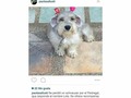 @Regrann from @hefzihance - Ayuden a encontrar a Lola 😭 se extravío por #ElPedregal #Barquisimeto #Regrann