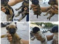 @Regrann from @hefzihance - Buenas tardes, estos perritos de encuentran en la comandancia de la Urbanización Almariera. Son 7 de los cuales 6 son machos y una es hembra(la que sale sola en el collage) nacieron el 9 de agosto y ya comen sólido y solitos. Yo cada vez que puedo les subo alimento, pero me gustaría más que eso lograr conseguirles un hogar, por eso acudo a ustedes a ver si eso se puede lograr difundiendo el caso. La mama de los perritos también esta en la comandancia y ha tenido múltiples embarazos (me mencionaron que la quieren regalar)  De antemano, muchísimas gracias esperemos en Dios conseguirle un hogar a estos peques y también a su mama.  @fundacionapegate @manosxpatas @fundacionpeludosalrescate @tapasxpatas @tapasxpatas_bqto @perritocallejer @amorxpatas #Regrann