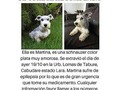 @Regrann from @schnauzerenlara - Difundan para encontrar a martina #Regrann