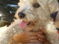 @Regrann from @orianaddiaz - Hola buenos dias hoy durante el maratón de la Divina Pastora encontramos a este perrito que aparentemente estaba perdido por la UCLA de la 8, por favor ayudennos a buscar a sus dueños o un hogar temporal,no podemos quedarnos con el :( @fundacionapegate @tapasxpatas_bqto favor Repost! #Regrann