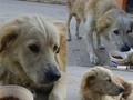 ATENCIÓN Este perrito (aparentemente #golden mestizo MACHO) está abandonado en la Urb. Del Este #Barquisimeto varias veces lo hemos visto, tiene collar azul pero me comenta un vigilante en la zona que supuestamente el perrito lo dejaron abandonado en porche de una casa y sus dueños huyeron del país. Se la pasa en la carrera 2 con Av Jabillo de la Urb. Del Este, como ven hoy le pudimos llevar comida, aunque se ve sano, y no aparenta agresividad no se deja agarrar. Hago público esto buscando el apoyo de las fundaciones, ONG para difundir y encontrarle hogar a este muchacho ya que no me es permitido tenerlo.  Para más datos 0424-592-49-90 #Lara #Venezuela #Perrito #Perro #Perdido #Abanonado