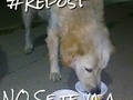 Por favor Repostear (si no es mucha la molestia, gracias) ATENCIÓN Este perrito (aparentemente #golden mestizo MACHO) está abandonado en la Urb. Del Este #Barquisimeto varias veces lo hemos visto, tiene collar azul pero me comenta un vigilante en la zona que supuestamente el perrito lo dejaron abandonado en porche de una casa y sus dueños huyeron del país. Se la pasa en la carrera 2 con Av Jabillo de la Urb. Del Este, como ven hoy le pudimos llevar comida, aunque se ve sano, y no aparenta agresividad no se deja agarrar. Hago público esto buscando el apoyo de las fundaciones, ONG para difundir y encontrarle hogar a este muchacho ya que no me es permitido tenerlo.  Para más datos 0424-592-49-90 #Lara #Venezuela #Perrito #Perro #Perdido #Abanonado