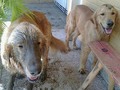 @Regrann from @hefzihance - @Regrann from @amorxpatas - Cabudare las Mercedes  Encontramos a dos golden y macho adulto y una cachorra. Juntos llegaron a una casa de un familiar. Difundir para encontrar a sus dueños. CABUDARE LAS MERCEDES 04145285242 #Regrann #Cabudare #Regrann