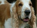 @Regrann from @hefzihance - @Regrann from @amorxpatas - Barquisimeto  Se extravió perrita Cocker Spaniel ayer 27 de Febrero por la Urbanización Del Este de Barquisimeto. Es blanca con marrón claro y tiene pequitas en la cara. Tiene 10 años. Su nombre original es Chakira pero los niños de la familia la llaman por Chika y Chaki. Por favor si alguien tiene información avisar por este medio. No tengo foto reciente, así que bajé una en Internet que se le parece mucho. FOTO REFERENCIA #Regrann #Regrann