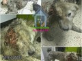 @fundacionapegate - Copo, el chow chow rescatado e el centro de Barquisimeto ya esta siendo atendido en la Clínica San Francisco, tiene múltiples heridas y gusaneras en su cuerpo. Se nos hace dificil creer que tantas personas lo vieron sin ayudarlo. Por suerte ya tiene un temporal donde podrá recuperarse ya que sin temporales es difícil poder ayudarlos.  Pedimos colaboración para ayudar a Copo. Tu donativo puedes hacerlo a la clinica o a nuestra cuenta. Cualquier monto sirve para poder ayudarlo!  BanCaribe Cta. Corriente  N° 0114 0307 75 3070033487 Fundacion Adopta un Perro o Gato sin Techo RIF J-40079047-6  fundacionapegate@gmail.com #Regrann