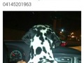 #ServicioPublico #Perro #Dalmata #Encontrado #Barquisimeto