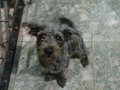 @Regrann from @fundacionapegate - Ayudemos a que regrese a su hogar  Es mestizo de poodle de 2 años. completamente gris, sin castar. ultima vez visto en la tarde del 9 de marzo cerca del posgrado de Agronomia ucla, Cabudare mi numero es 0416-5596952 0414-9505156 #Regrann