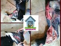 @Regrann from @fundacionapegate - #ATENCION #IMPORTANTE  La proteccionista Moresbi Colmenarez, nos pide ayuda en el caso del perrito de Patarata, a quien llaman El Negro. Pedimos por favor máxima difusión y colaboración par este caso. El día de mañana el doctor Daniel Sandoval irá a asistir al perrito, lo evaluará y nos dirá cual será el siguiente paso. Muchas gracias todos.  BanCaribe Cta. Corriente  N° 0114 0307 75 3070033487 Fundacion Adopta un Perro o Gato sin Techo RIF J-40079047-6  fundacionapegate@gmail.com #Regrann