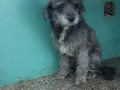 @Regrann from @fundacionapegate - DIFUNDIMOS 🔊  EN ADOPCIÓN 💗 🐾  El es Boody tiene 3 años esta super fue abandonado por sus dueños quien lo dejaron en fundavidan para que lo dieran en adopción es algo tímido . Numero de contacto 04245389080 #Regrann