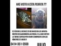 @Regrann from @vero_cocieventos - Ayúdame a difundir!! Mascota extraviada en Cabudare! SE OFRECE RECOMPENSA! Vamos a devolverla a su familia por favor. Comunicate si la tienes o sabes de quien la tenga. #Barquisimeto #Cabudare #Mascota #Ayuda #Regrann