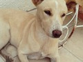 @Regrann from @kemillycolmenares - Hola, esta bonita entró en mi urbanización por su cuenta... Me encargué de bañarla y alimentarla pero no puedo quedarme con ella. Si alguien esta interesado en brindarle un hogar aviseme!!! @fundacionapegate @fundacionpeludosalrescate #Adopta #catira #Barquisimeto #Lara #Venezuela #Regrann