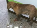 @Regrann from @orianaddiaz - Hola buenas noches me informan que este perrito se encuentra herido y vomitando en la salida de la panadería la mansión del valle, ubicada en Barsoque #cabudare @fundacionapegate por favor soliciten un veterinario o un hogar temporal para poder atenderlo 🙏🏼 #cabudare #barquisimeto #Regrann