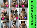 Cschorritos en #adopcion #Barquisimeto #Lara