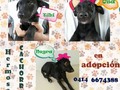 #adopcion #Barquisimeto #Lara