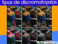 @Regrann from @unidadoftplazamadrid - Estas alteraciones en la percepción de los colores pueden ser congénitas (7% de los varones y 0,5% de las mujeres, ya que la transmisión resulta ligada al cromosoma X) y se valoran mediante el test de Ishihara, o adquiridas, que suelen acompañarse de disminución de agudeza visual. Esta última forma suele deberse a opacificaciones de los medios transparentes oculares (córnea, cristalino, humor vítreo), a degeneraciones maculares o a lesiones del nervio óptico Dr. Sixto Benitez Segmento Anterior - Glaucoma Dr Federico Flores Retina y vítreo  Dra Carmen Alvarez  Cirugía plástica ocular  Dra Tania Díaz Oftalmología Pediátrica y Estrabismo  Dr Ysidro Reyes Neuroftalmología #oftalmologia #saludvisual #ojo #medical #eye #life #like4like #ins #instatips #thebest #venezuela #barquisimeto #Regrann