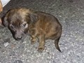 @Regrann from @canualka - Cachorro de 1 mes abandonado en la Urb el Amanecer Busca Hogar Pedimos auxilio a las Fundaciones para vengan por el contacto 04245851193 @srtaizaguirre @rosannaerojas09092014 @kvpr10 Gracias #Regrann