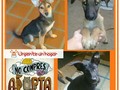 #Difundo Me urge buscarles un hogar inmediatamente, me cuesta muchísimo mantenerlos. Ya sus hermanos fueron adoptados, solo quedan ellos que buscan un dueño. No están comiendo nada bien, su mamá parió en la urbanización donde vivo y me hice cargo de los 9 perritos. En la imagen está mi tlf (solamente ws) si saben de alguien que pueda tenerlos solo comunícate. GRACIAS 🙏🏻 @mariavarreaza