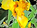 Yellow Iris in Paint Mode