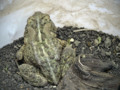 Froggie Likes My Compost
