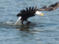 Eagle Going in for his Catch