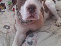El guerrerito de la casa ¿Soy yo o acaso así se ve aún más hermoso de lo que es? 🥰😚☺️
