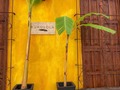 🎨🌈🌤Tus diversos colores es lo que hace que enamores, Cartagena linda