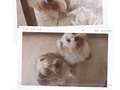 QUE TAL NENA 😆🐶Y YO CREÍA QUE BEBÉ ERA LA QUE IBA A ATACAR LAS GALLETAS 🍪 . . . . . . . . . . #potd #videosgraciosos #videos #videosvirales #viral #mascotas #likee #pets #pet #schnauzer #love #reto #challenge #colombia