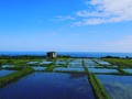跟風～～台東藍