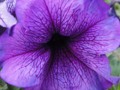Designer Petals of Violet Flower