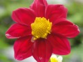 Red Yellow flower with perfect color combination