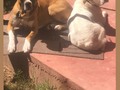 Año nuevo bien bañados #snow #luke #boxer #boxerlover #boxerdog #boxercute #boxerdogsrock #boxergram