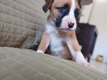 Cachorros de 5 semanas!!!#boxer #boxerdog #boxerpuppy #boxerlove #cute #puppy