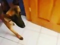 Épale fama y el Perro que me va a regalar está bien educado ? El Perro☝️😆😄😄😄😄