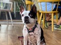 ¿Sabias que en @granveneciard somos #PetFriendly 🐶?  Trae a la ternurita más bella de casa mientras disfrutas de una experiencia única en Santo Domingo.