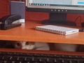 foto evidencia de por qué nunca puedo hacer tarea