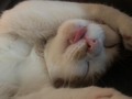 buenos días, les dejo un foto de Haku sacando la lengua mientras duerme para que tengan un lindo día