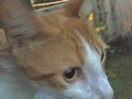 Uno de mis 5 Gatos 🐈 😍
