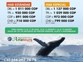 Ballenas en Bahía Solano. mas Info sobre esta u otra oferta. Info y reservas tel 658 76 07 Cel 3142827476 Of calle 14 N° 14 - 21 centro Granada. #AriatoursTeLleva