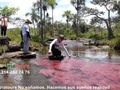 Dia llanero de colores. pasadia $280.000. INCLUYE: Transporte desde Granada ida y regreso, Ingreso en destino, recorrido y almuerzo tipico, hidratacion, impuestos de ingreso a puerta de orion, guia,. asistencia médica y tiempo para disfrutar las cristalinas aguas en destino. Info y reservas 3142827476 Of calle 14 Nº14 - 21 centro Granada. #AriatoursTeLleva.