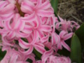 Close Up Pink Hyacinths