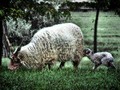 Ewe and Lamb by Mimulux patricia No #photography #animals