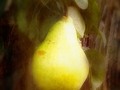 A Juicy Fruit by Mimulux patricia No
