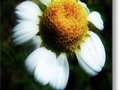 Hello Sunshine Metal Print by Mimulux Patricia No