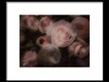 Bouquet Macabre Framed Print by Mimulux Patricia No