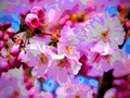 New art for sale! "CherryBlossom Magic". Buy it at: