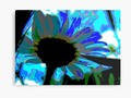 'Daydreaming Daisy ' Metal Print by mimulux