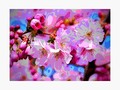 'CherryBlossom Magic' Photographic Print by mimulux